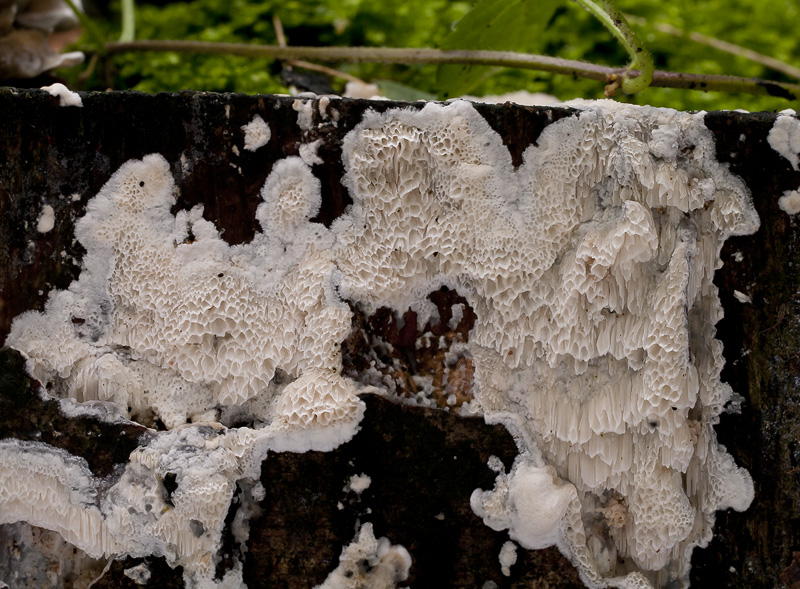 Oxyporus latemarginatus